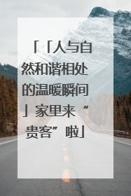 「人与自然和谐相处的温暖瞬间」家里来“贵客”啦