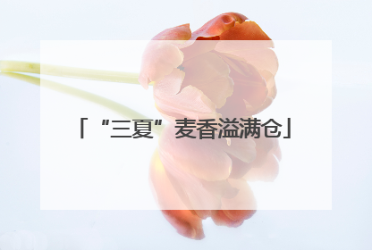 “三夏”麦香溢满仓