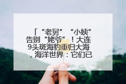 “老舅”“小姨”告别“姥爷”！大连9头斑海豹重归大海，海洋世界：它们已具备野外生存能力