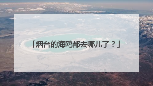 烟台的海鸥都去哪儿了？