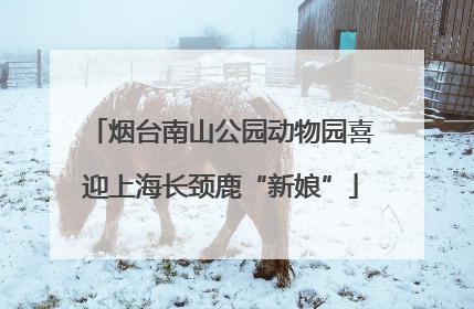烟台南山公园动物园喜迎上海长颈鹿“新娘”