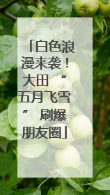 白色浪漫来袭！大田 “五月飞雪” 刷爆朋友圈