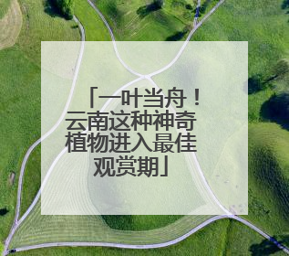 一叶当舟！云南这种神奇植物进入最佳观赏期