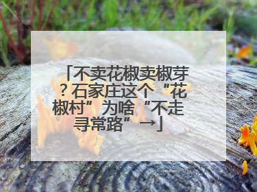 不卖花椒卖椒芽？石家庄这个“花椒村”为啥“不走寻常路”→