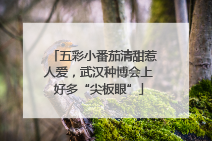 五彩小番茄清甜惹人爱，武汉种博会上好多“尖板眼”