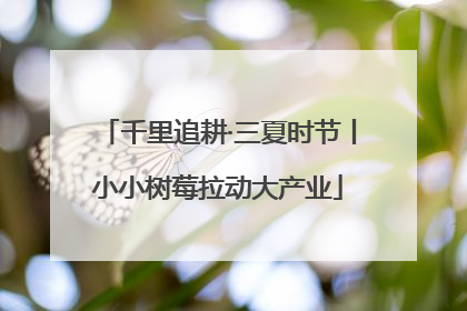 千里追耕·三夏时节丨小小树莓拉动大产业