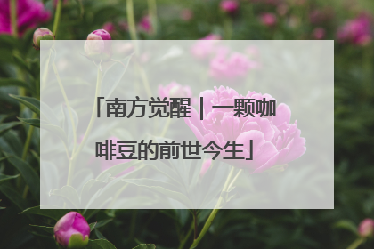 南方觉醒｜一颗咖啡豆的前世今生