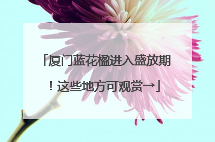 厦门蓝花楹进入盛放期！这些地方可观赏→