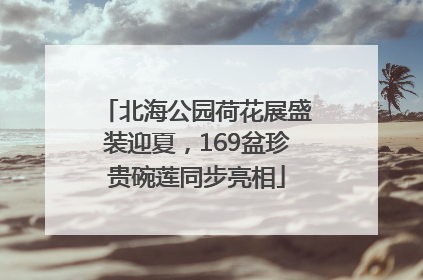 北海公园荷花展盛装迎夏，169盆珍贵碗莲同步亮相