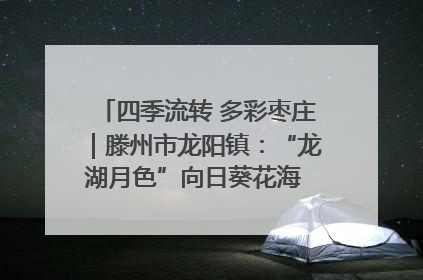 四季流转 多彩枣庄｜滕州市龙阳镇：“龙湖月色”向日葵花海 绘就乡村振兴新画卷