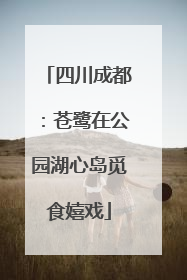 四川成都：苍鹭在公园湖心岛觅食嬉戏