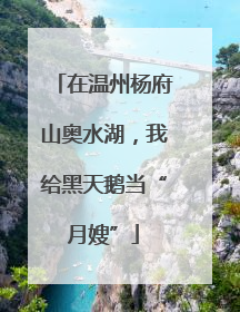 在温州杨府山奥水湖，我给黑天鹅当“月嫂”