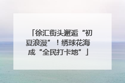 徐汇街头邂逅“初夏浪漫”！绣球花海成“全民打卡地”