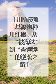 川陈皮唯一基源物种川红橘：从“被淘汰”到“香饽饽”的逆袭之路