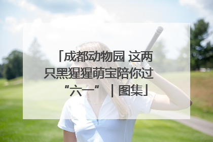成都动物园 这两只黑猩猩萌宝陪你过“六一”｜图集