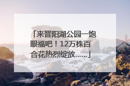 来晋阳湖公园一饱眼福吧！12万株百合花热烈绽放……