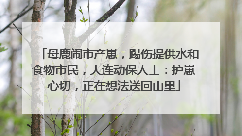 母鹿闹市产崽，踢伤提供水和食物市民，大连动保人士：护崽心切，正在想法送回山里