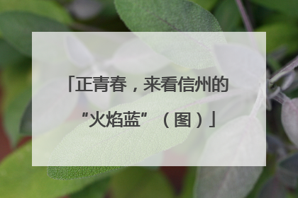 正青春，来看信州的“火焰蓝”（图）
