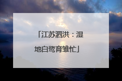 江苏泗洪：湿地白鹭育雏忙