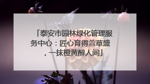 泰安市园林绿化管理服务中心：匠心育得萱草盛，一抹橙黄醉人间