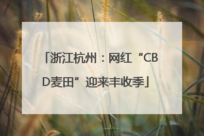 浙江杭州：网红“CBD麦田”迎来丰收季