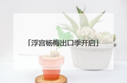 浮宫杨梅出口季开启