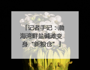记者手记：渤海湾畔盐碱滩变身“新粮仓”