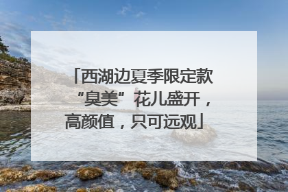 西湖边夏季限定款“臭美”花儿盛开，高颜值，只可远观