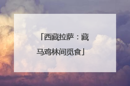 西藏拉萨：藏马鸡林间觅食