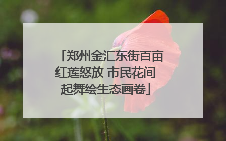 郑州金汇东街百亩红莲怒放 市民花间起舞绘生态画卷