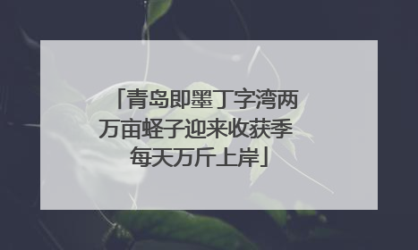青岛即墨丁字湾两万亩蛏子迎来收获季 每天万斤上岸