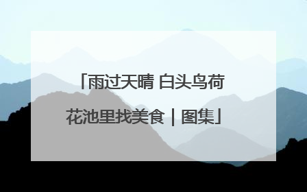 雨过天晴 白头鸟荷花池里找美食｜图集