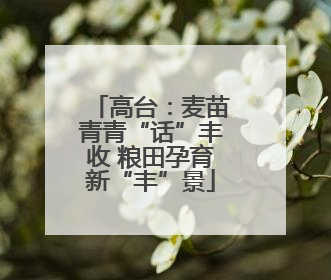 高台：麦苗青青“话”丰收 粮田孕育新“丰”景