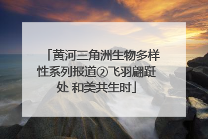 黄河三角洲生物多样性系列报道②飞羽翩跹处 和美共生时