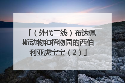 （外代二线）布达佩斯动物和植物园的西伯利亚虎宝宝（2）